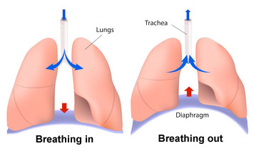 breathing-mechanics356.jpg