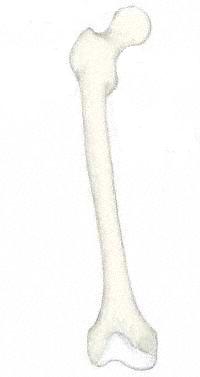 Create your own flashcards or choose from millions created by other students. Long Bone Diagram - Types Of Bones | The Skeleton & Bones | Anatomy & Physiology