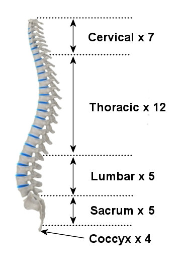 Anatomy Of The Spine | The Skeleton & Bones | Anatomy & Physiology