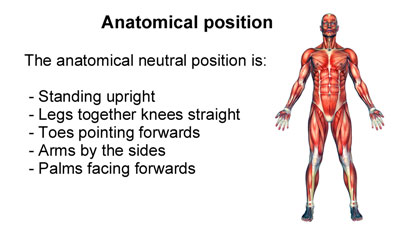 Planes of Movement | The Skeleton & Bones | Anatomy & Physiology
