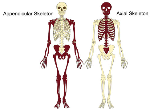 The Axial & Appendicular Skeleton | The Skeleton & Bones | Anatomy