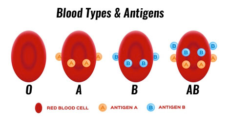blood types and blood antigens