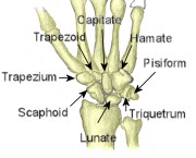 types of bones