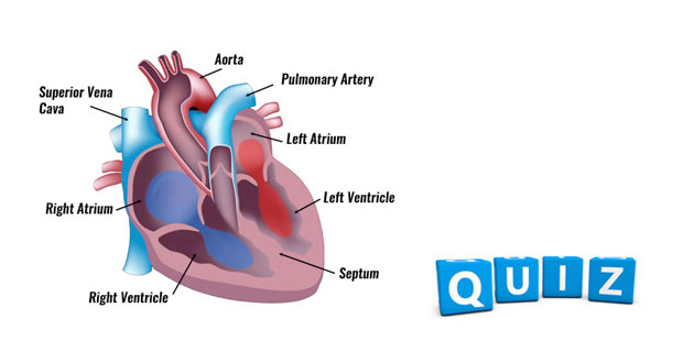 Circulatory System Quizzes | Anatomy & Physiology Quizzes | Online