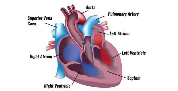 The Human Heart | The Circulatory System | Anatomy ...