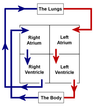 hillendale health circulatory system