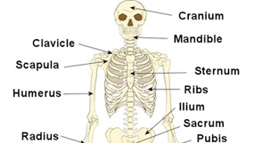 The Skeleton & Bones | Anatomy & Physiology