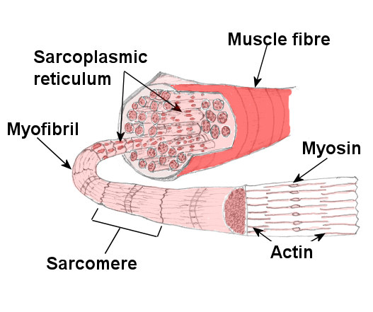 Illumination of skeletal muscles Conceptual drawing of a a 2D LED   Download Scientific Diagram