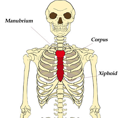 The Sternum (Breast Bone) | The Skeleton & Bones | Anatomy & Physiology