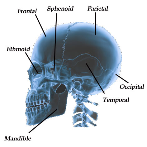 Bones Of The Skull | Bones of the Cranium and face