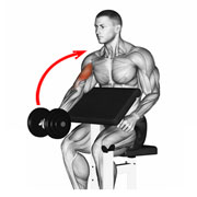 Concentric muscle contraction