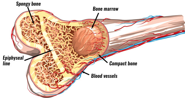 Structure of bone