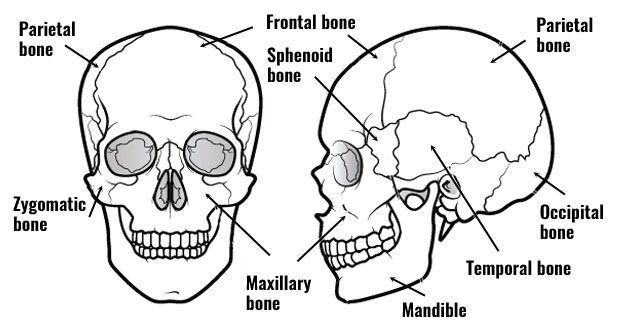 The Skull: Names of Bones in the Head, with Anatomy, & Labeled Diagram