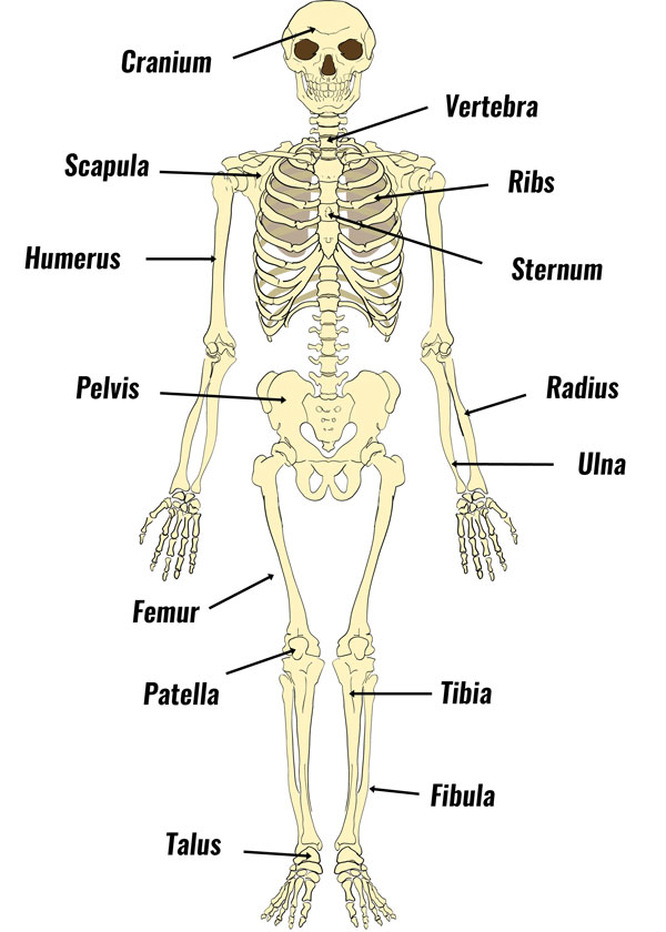 The Human Skeleton - Bones, Structure & Function - TeachPE.com
