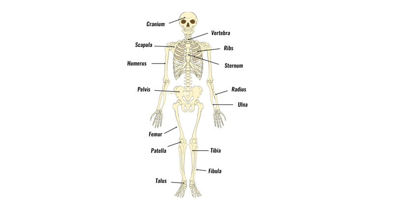 human skeleton diagram