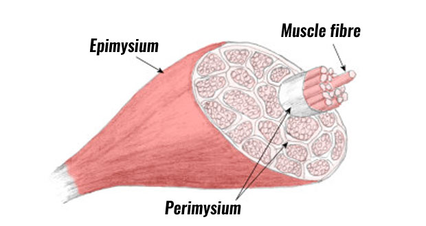 skeletal muscle structure