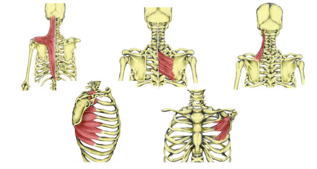 Shoulder Girdle Muscles –