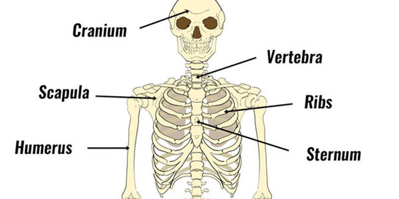 The Human Skeleton - Diagram, Structure & Function - TeachPE.com