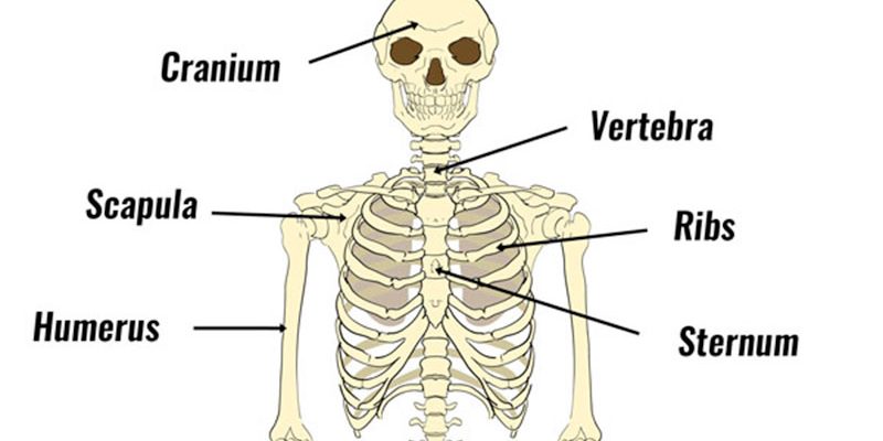 simple skeletal system diagram