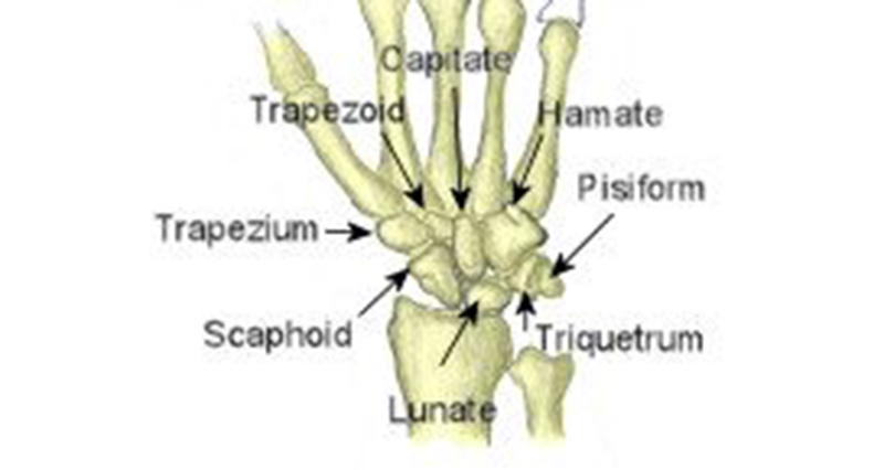 Types Of Bones