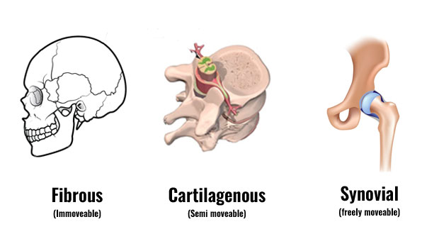 Types Of Joints Synovial Cartilaginous Fibrous Explained