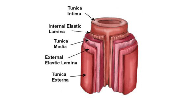 Arteries