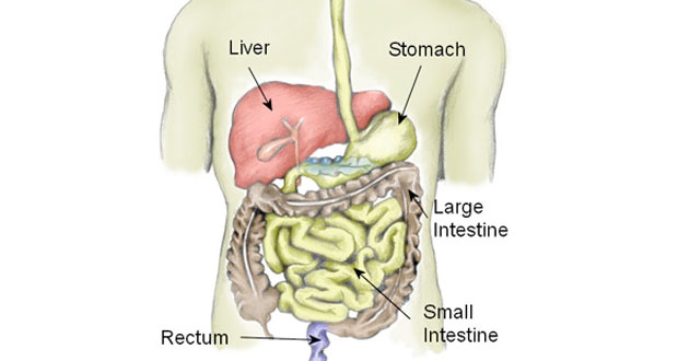 Diagram and Wiring: Diagram Of The Digestive System Anatomy