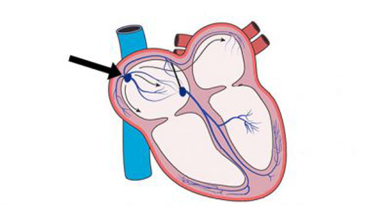 Cardiac Conduction System