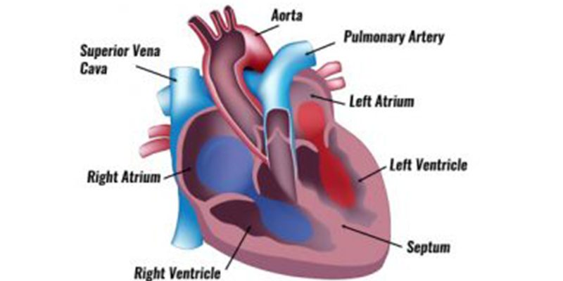 The Human Heart - Anatomy & Passage Of Blood - TeachPE.com