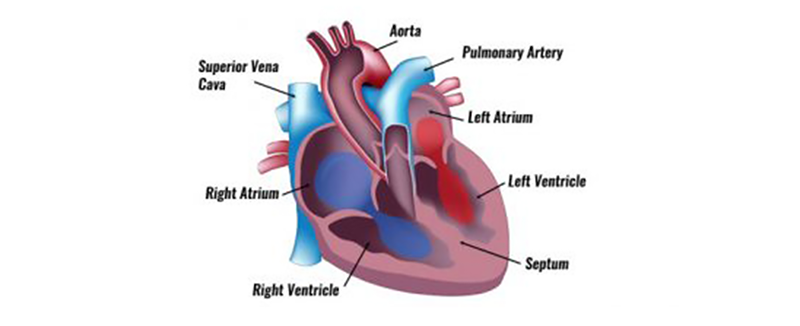 The Human Heart