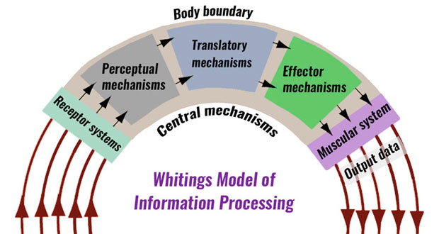 Information processing models