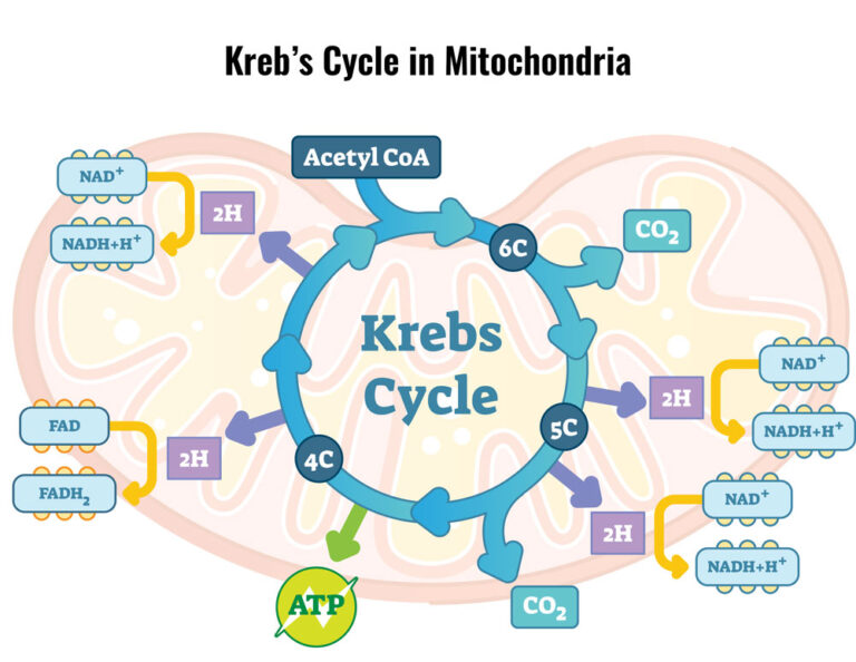 Aerobic Respiration & The Krebs cycle Aerobic Exercise Explained