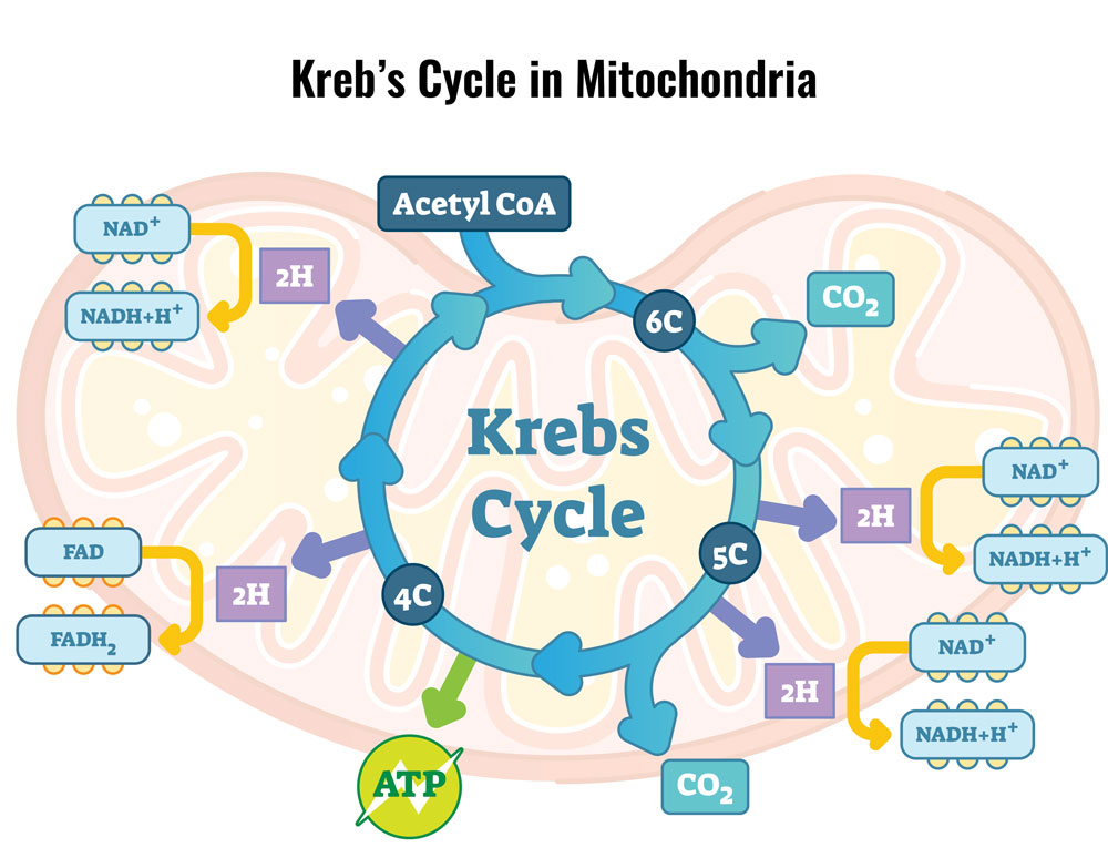 kreb's cycle