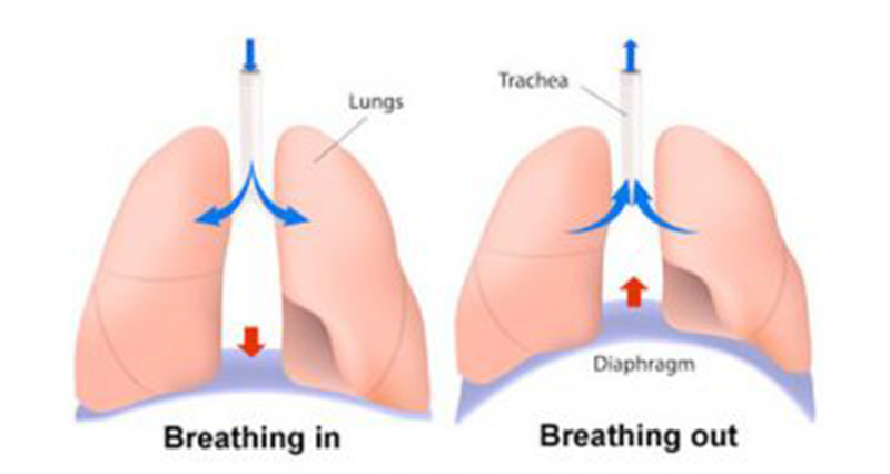 Mechanics & Mechanism Of Breathing