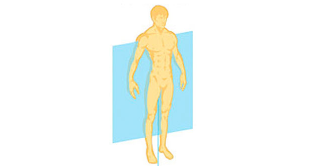 Frontal anatomical planes