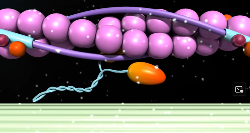 Muscle Contraction & Sliding Filament Theory