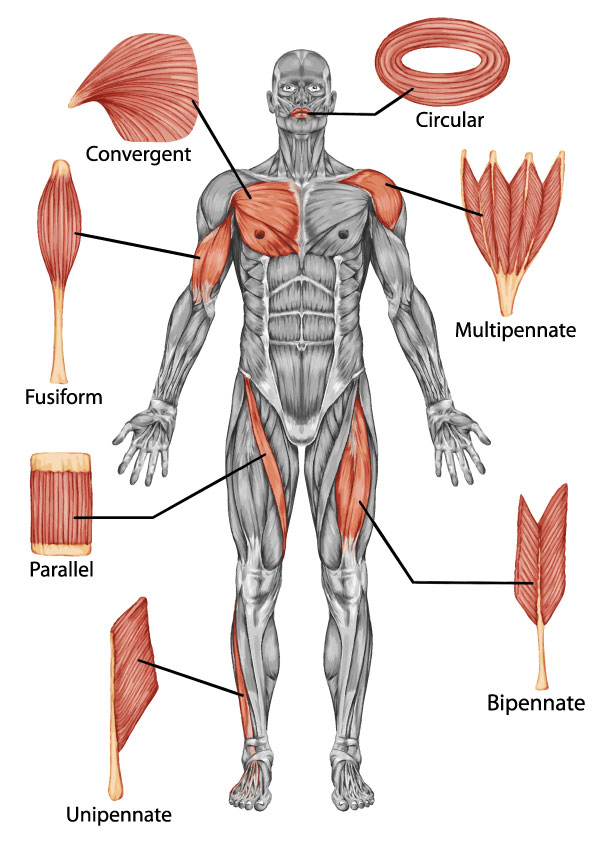 Shapes of skeletal muscle