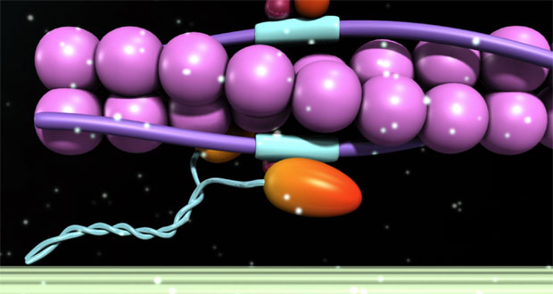 sliding filament theory