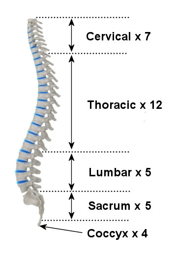 Anatomy Of The Spine Teachpe Com