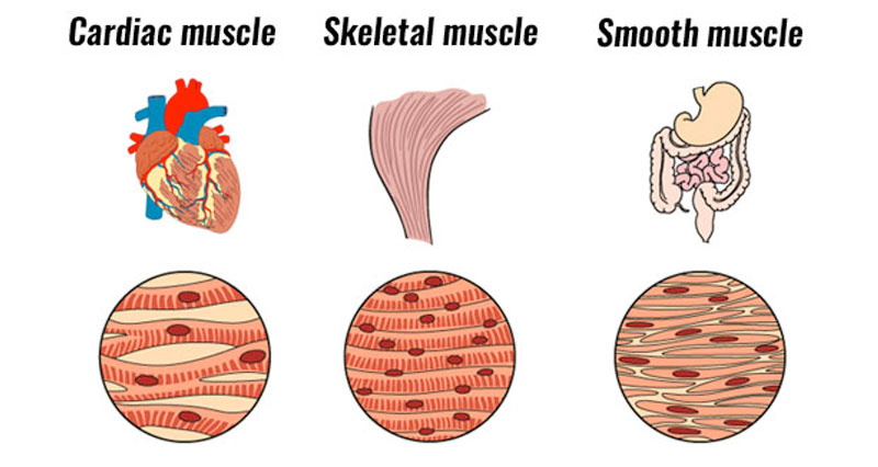 types of muscle in the human body