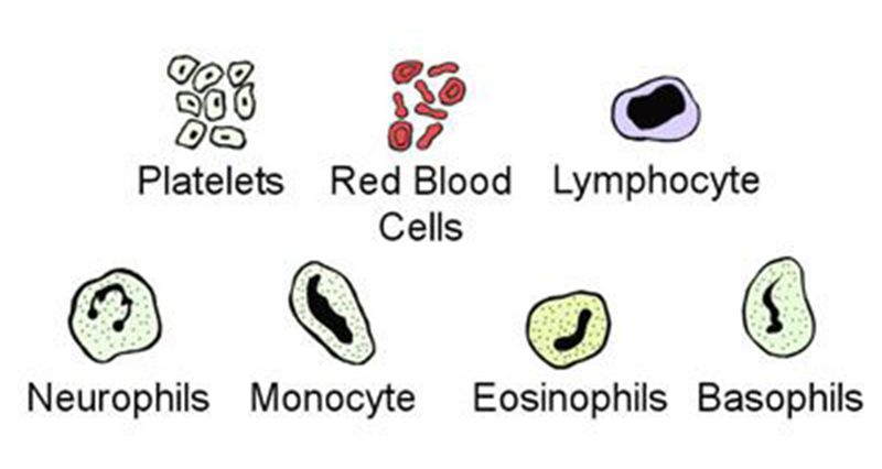 Function & Composition Of Blood