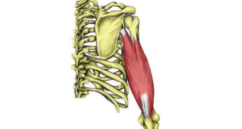 Triceps muscle