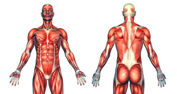 Basic Muscle Chart