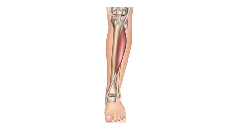 Muscles Of The Ankle