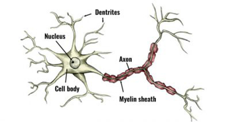 Motor Units & Nerves