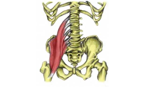 Hip & Groin Muscles