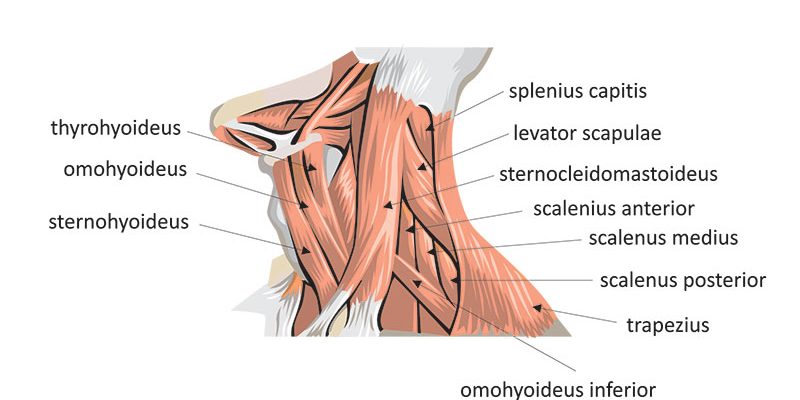 neck muscles