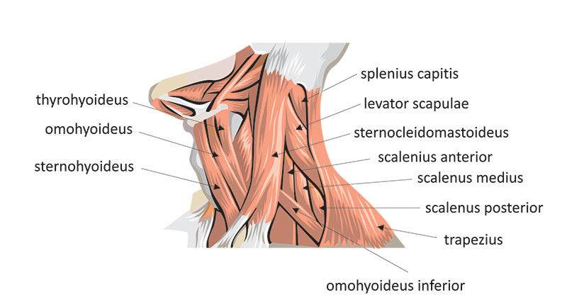 Neck and Back Muscles