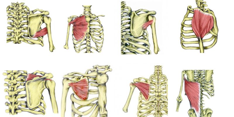 shoulder joint muscles