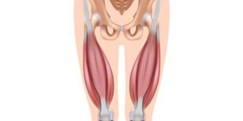 thigh and knee muscles